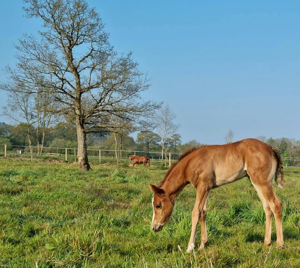 Propri&eacute;t&eacute; &eacute;questre avec &eacute;curie, man&egrave;ge et ~13ha