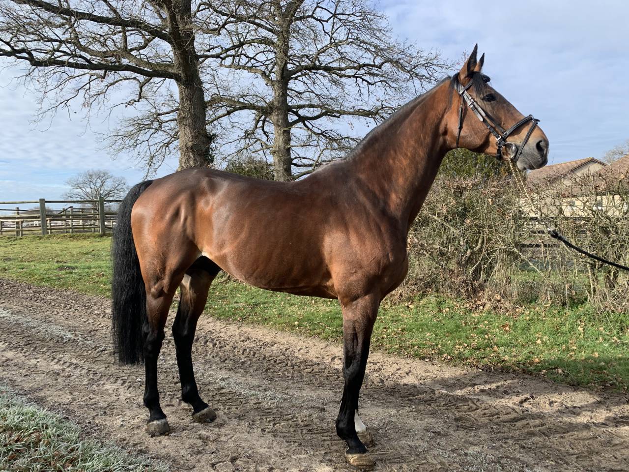 SAILLIE PAR ETALON POUR CSO