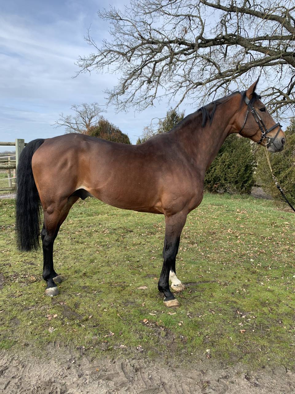 SAILLIE PAR ETALON POUR CSO