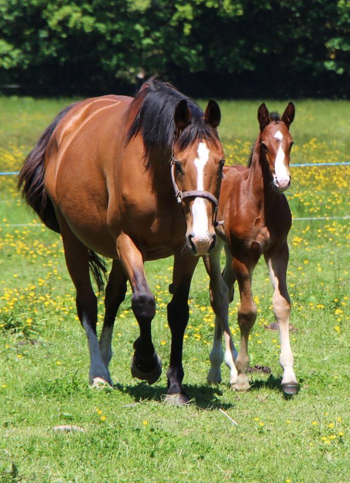 Poulain SF Itoki de riverland x cor de hus