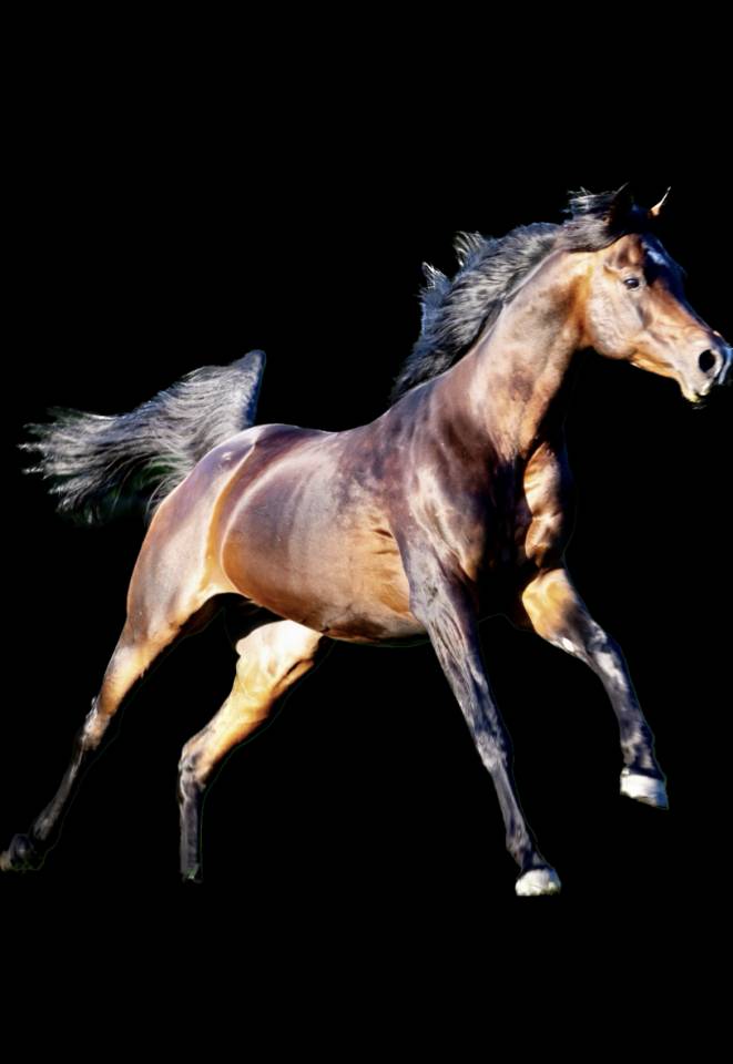 Eminem Mandorlati - Etalon arab origine Australienne 