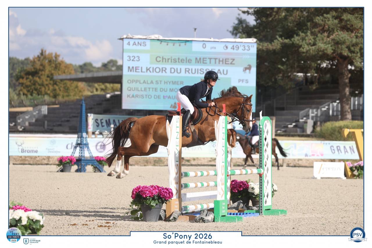 Poney fran&ccedil;ais de selle 4 ans