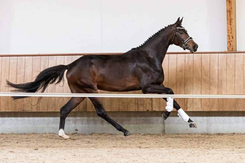 Poulini&egrave;re dressage