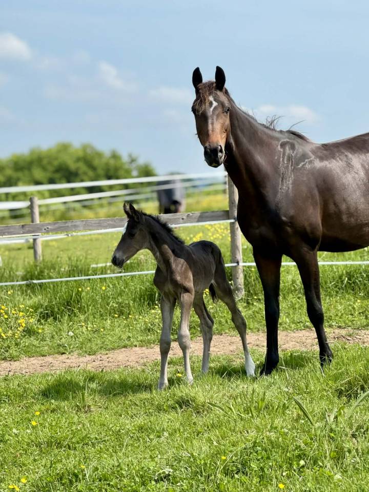 Poulini&egrave;re dressage