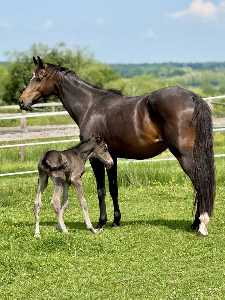 Poulini&egrave;re dressage