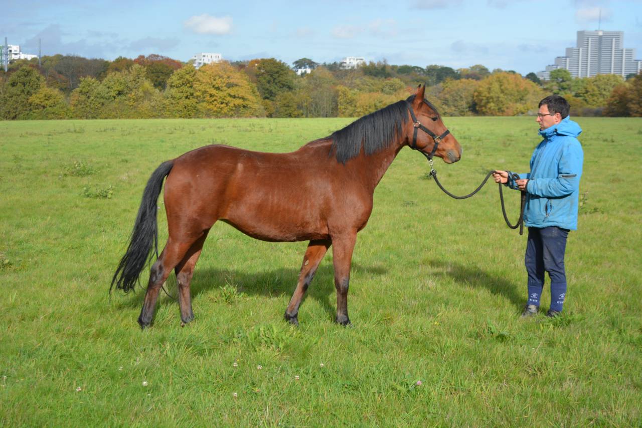 Superbe Ponette D de 5ans !