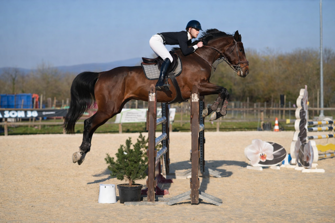 Jument - Zangersheide - 15 ans - CSO - France