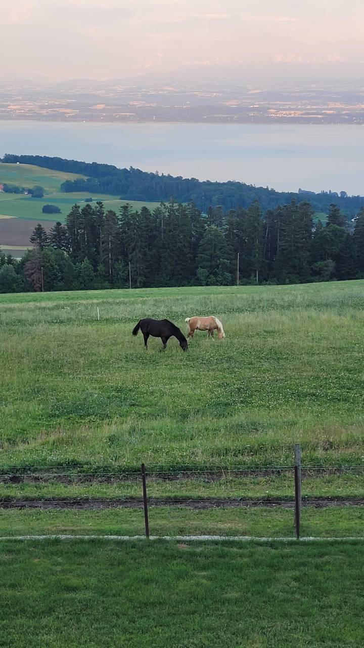 Pensions chevaux, poneys - 2037 Montmollin