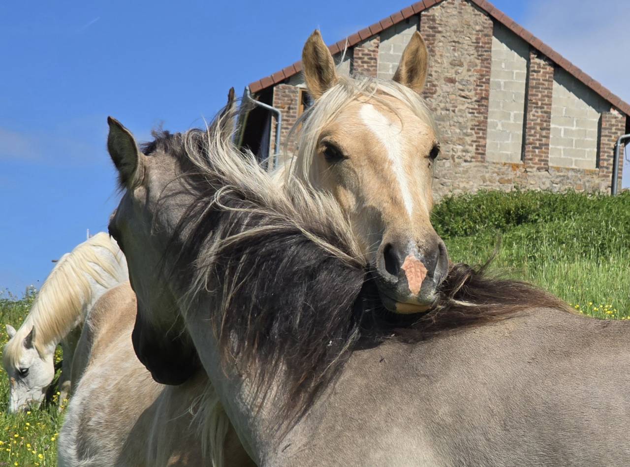 Jument Welsh Cob de 2023