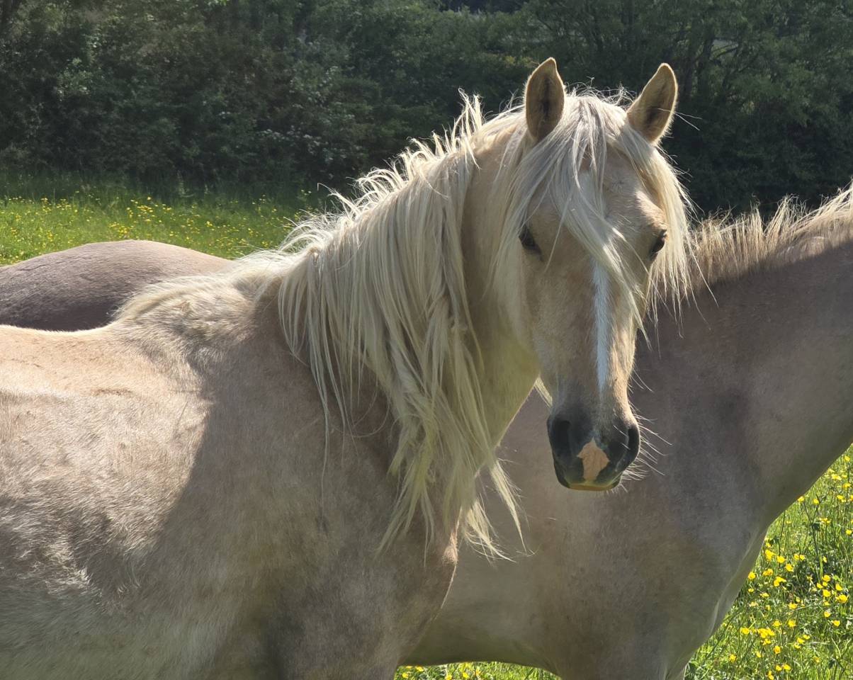 Jument Welsh Cob de 2023
