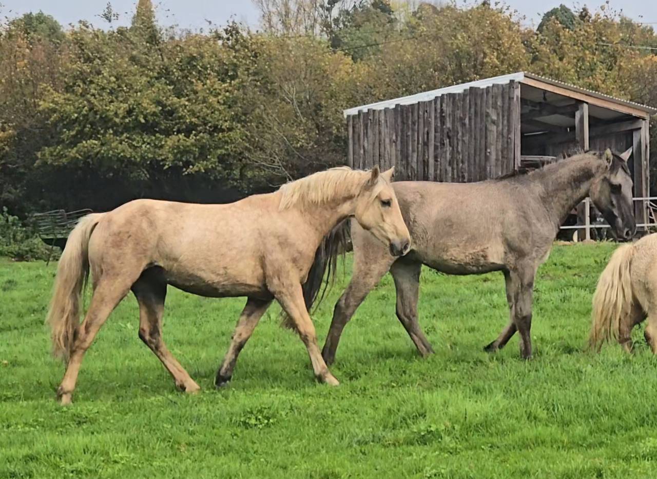 Jument Welsh Cob de 2023