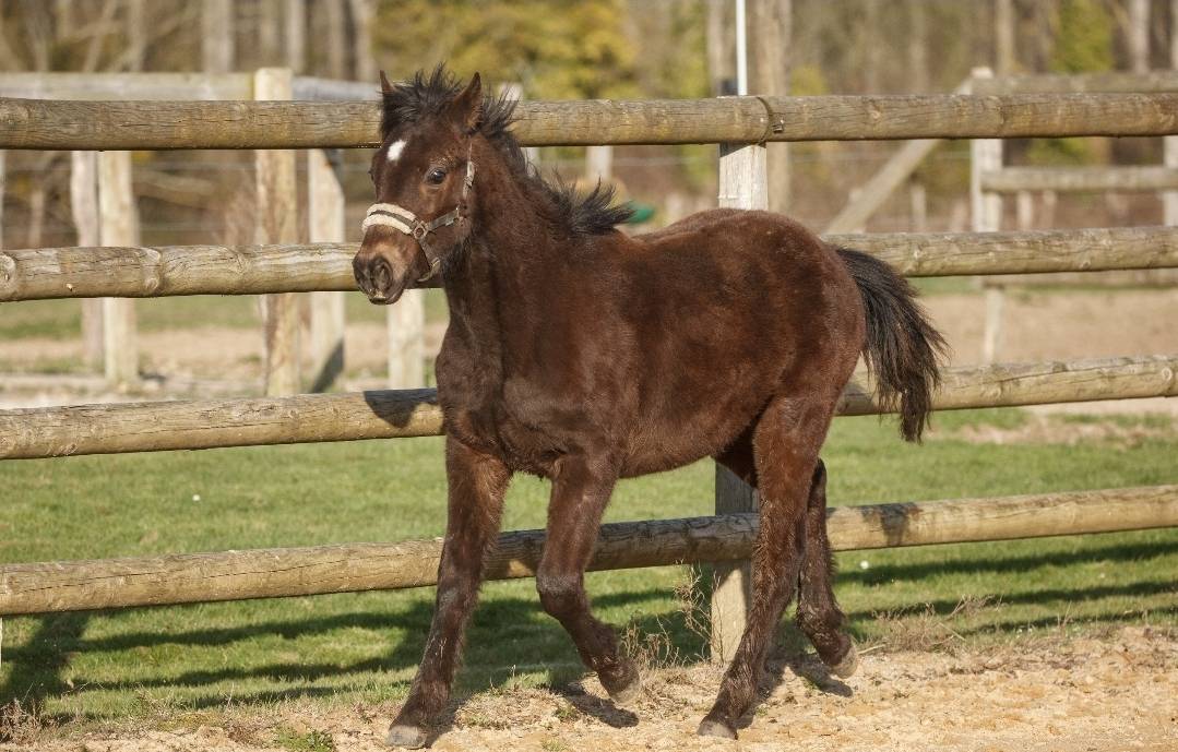 Poney New forest Isabelle Taille D 