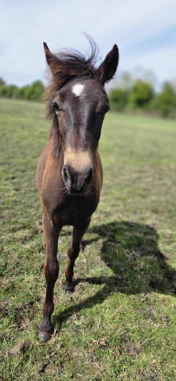 Poney New forest Isabelle Taille D 
