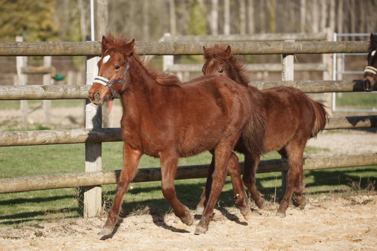 Ponette New forest taille D