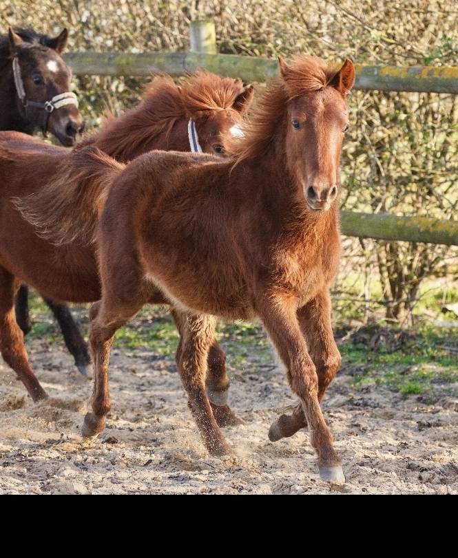 Ponette New forest de croisement Taille C adulte 