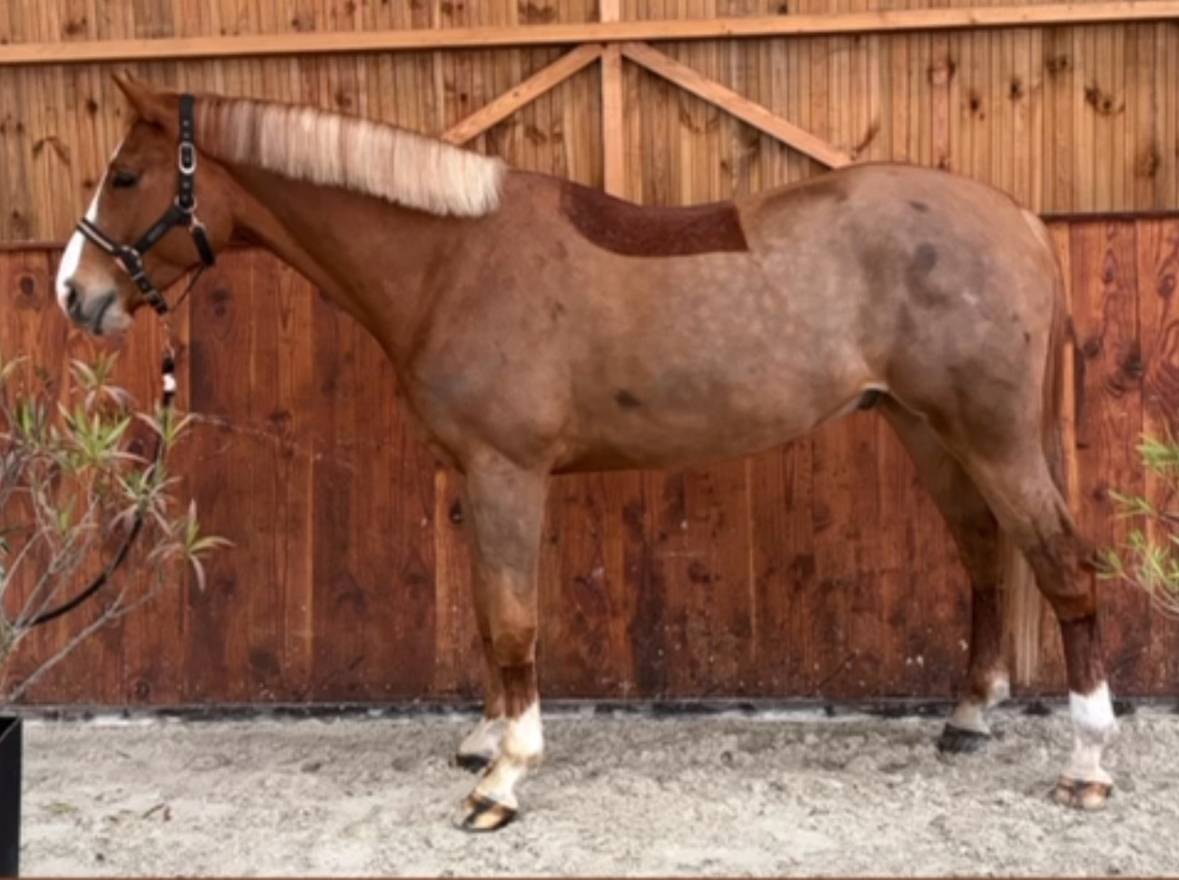 Magnifique Hongre 5 ans - CSO Hunter 