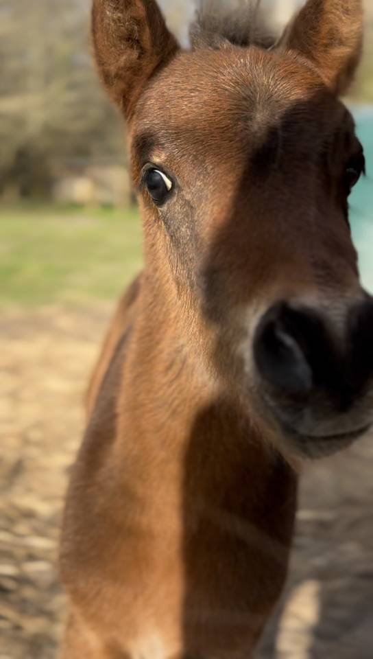 POULAIN 2026 - origines dressage poney