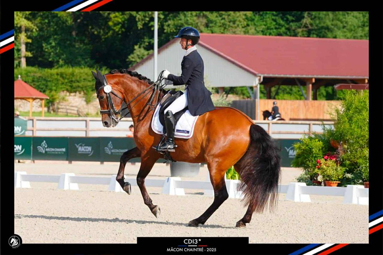 Hongre - PRE - 13 ans - Dressage / GP - France 