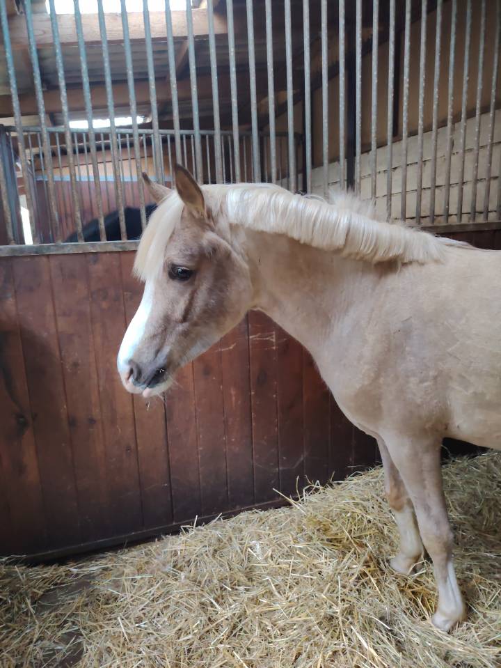 &Eacute;talon DSA Palomino 