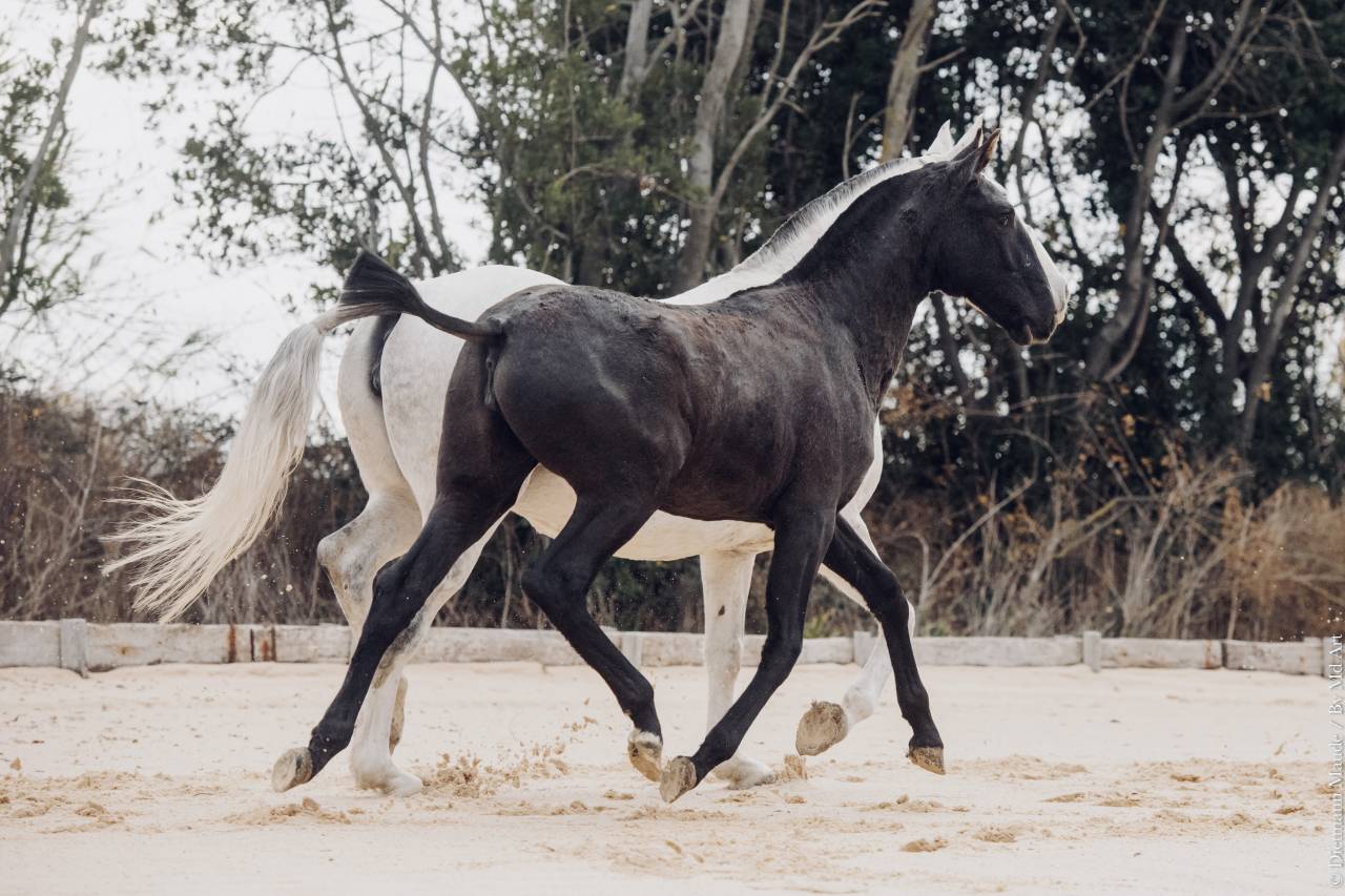 Magnifique pouliche lusitanienne 