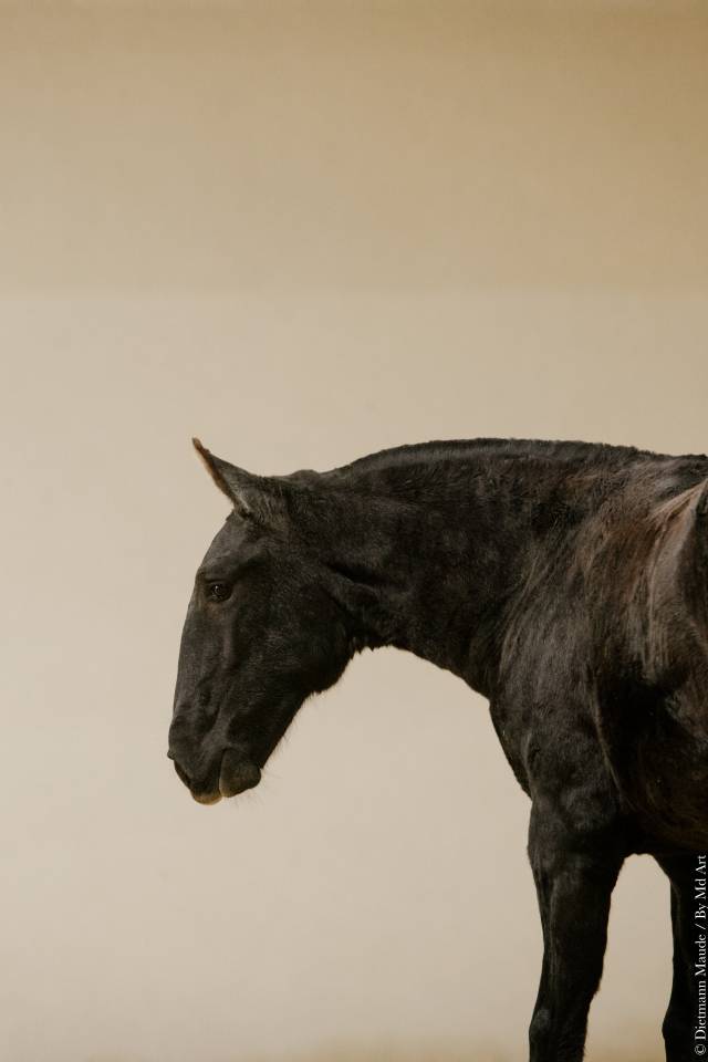 Magnifique pouliche lusitanienne 
