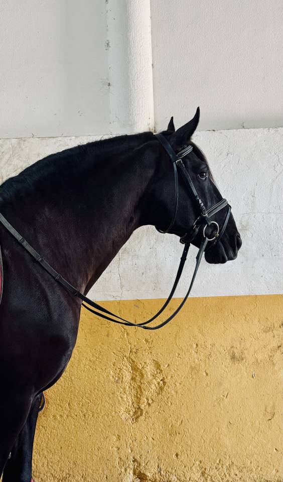 Magnifique pouliche lusitanienne 