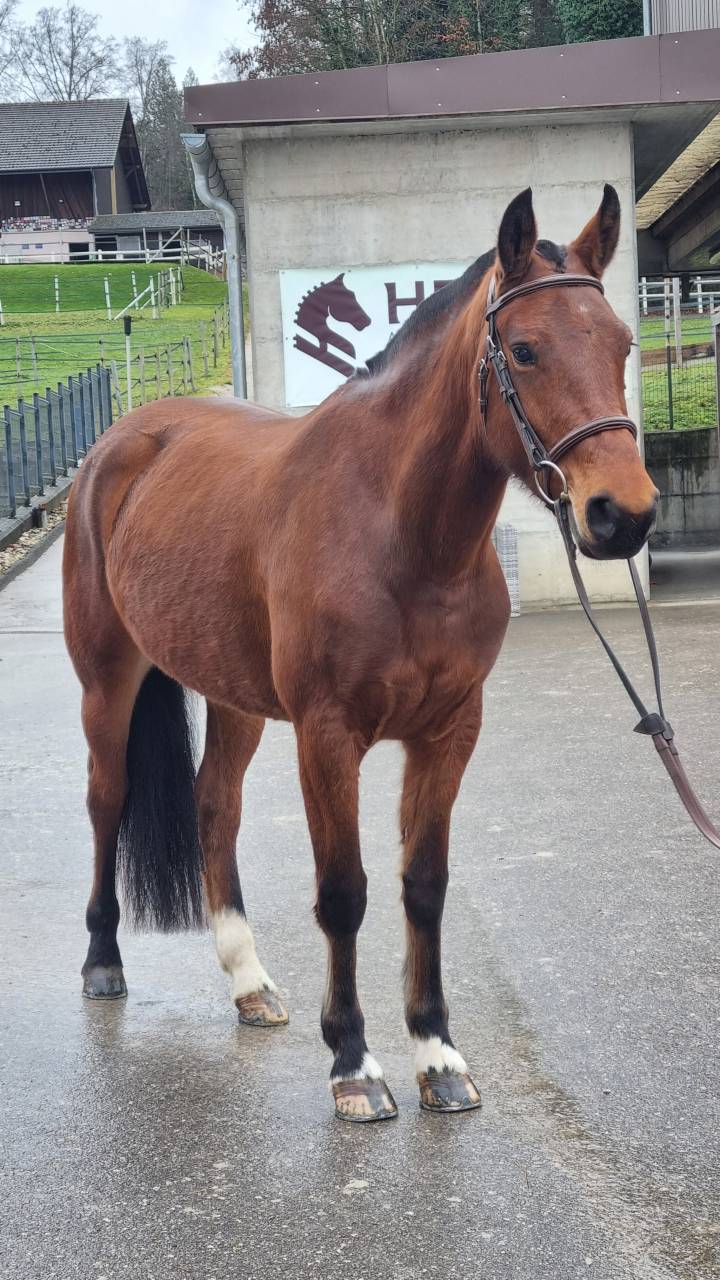 Jument FM de 4 ans