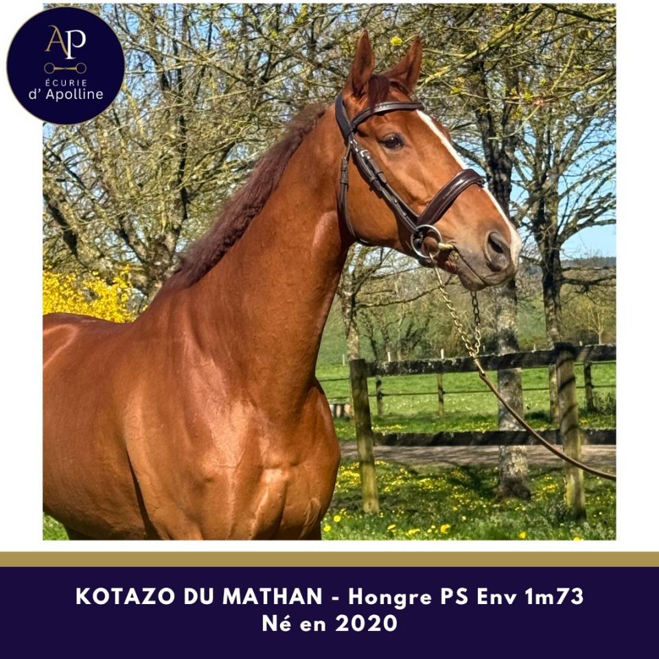 6 ans env 1m73 magnifique cheval pour tr&egrave;s bonne maison