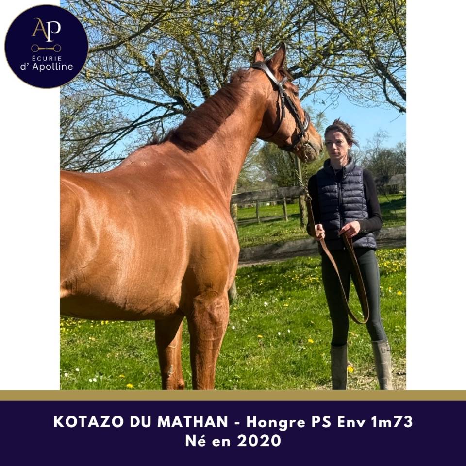 6 ans env 1m73 magnifique cheval pour tr&egrave;s bonne maison