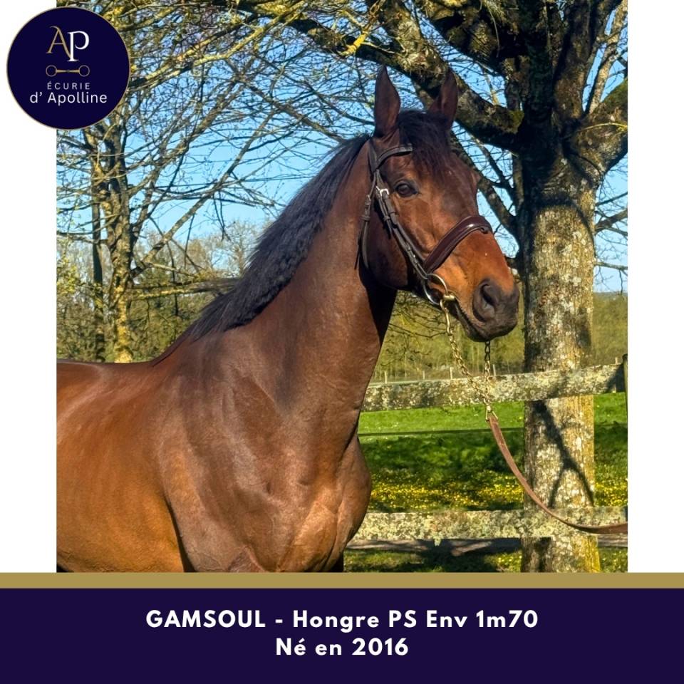 Magnifique cheval env 1m70 pour bonne maison