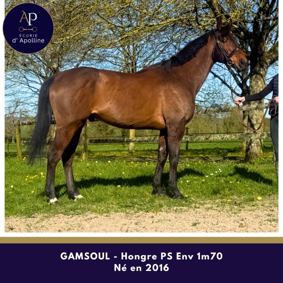 Magnifique cheval env 1m70 pour bonne maison