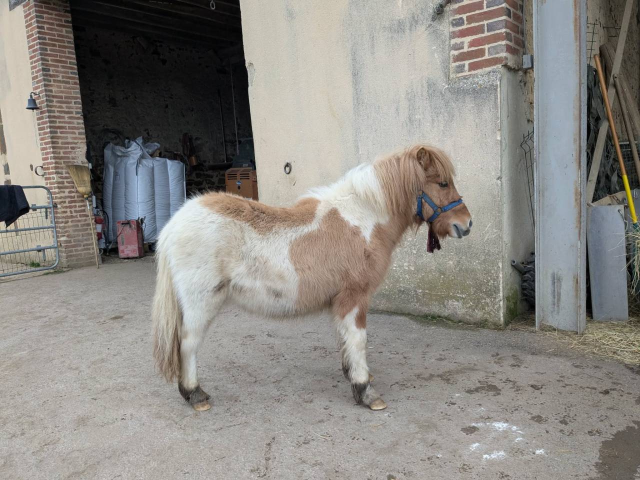 PONEY SHETLAND PP