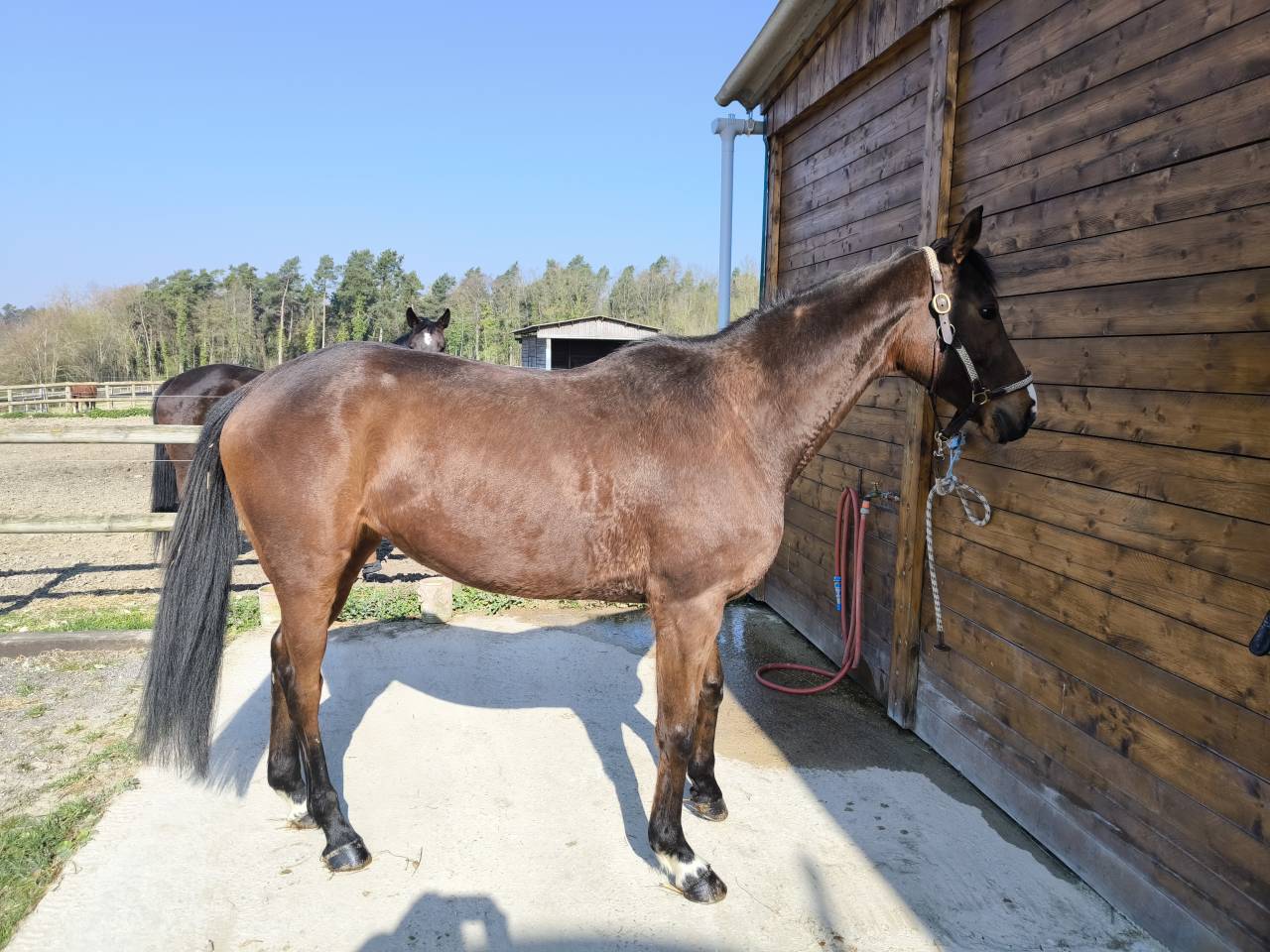 A vendre Belle AQPS 7 ANS 