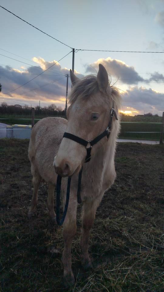Poulain a vendre 