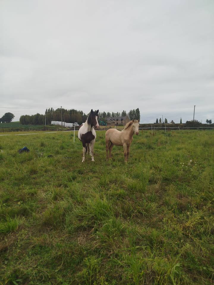 Poulain a vendre 