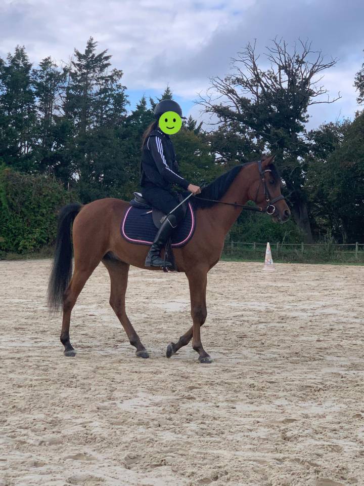 Magnifique Pur-Sang Arabe de 6 ans