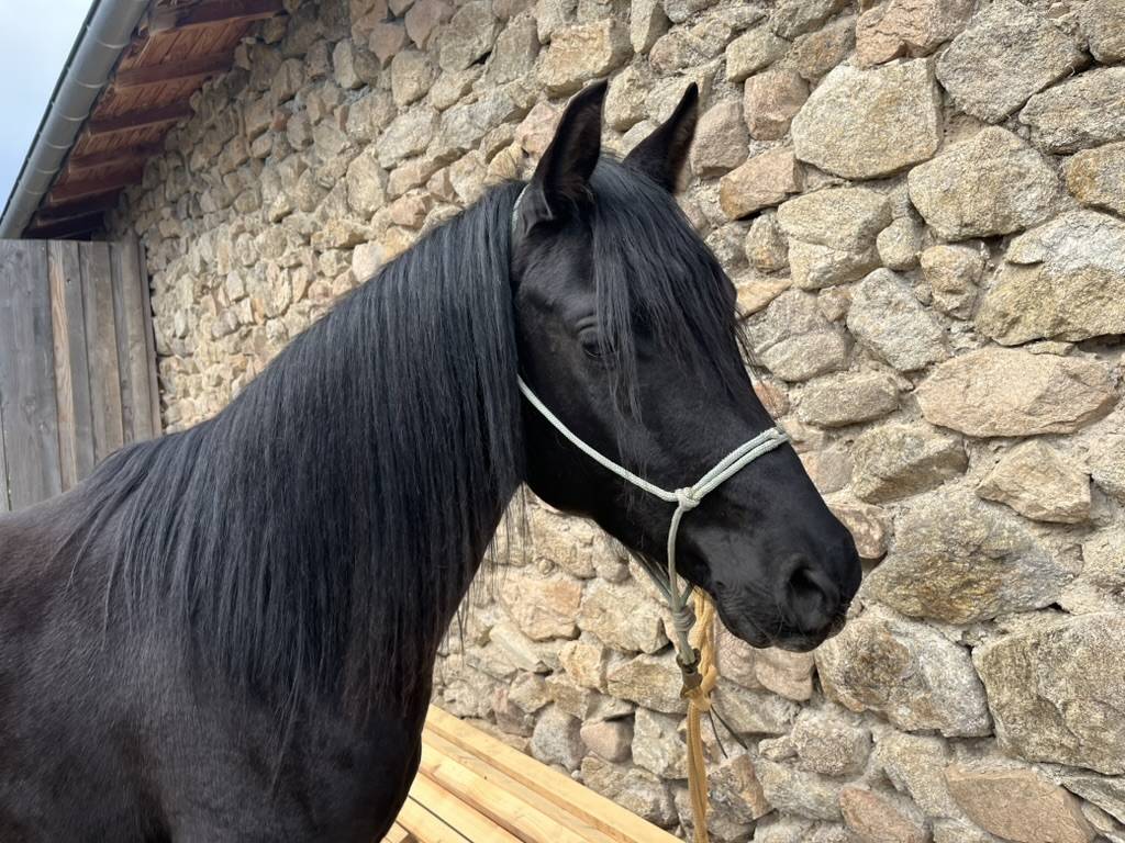 Saillie par &Eacute;talon pur-sang arabe noir homozygote