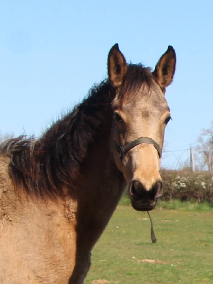 Pouliche SF isabelle