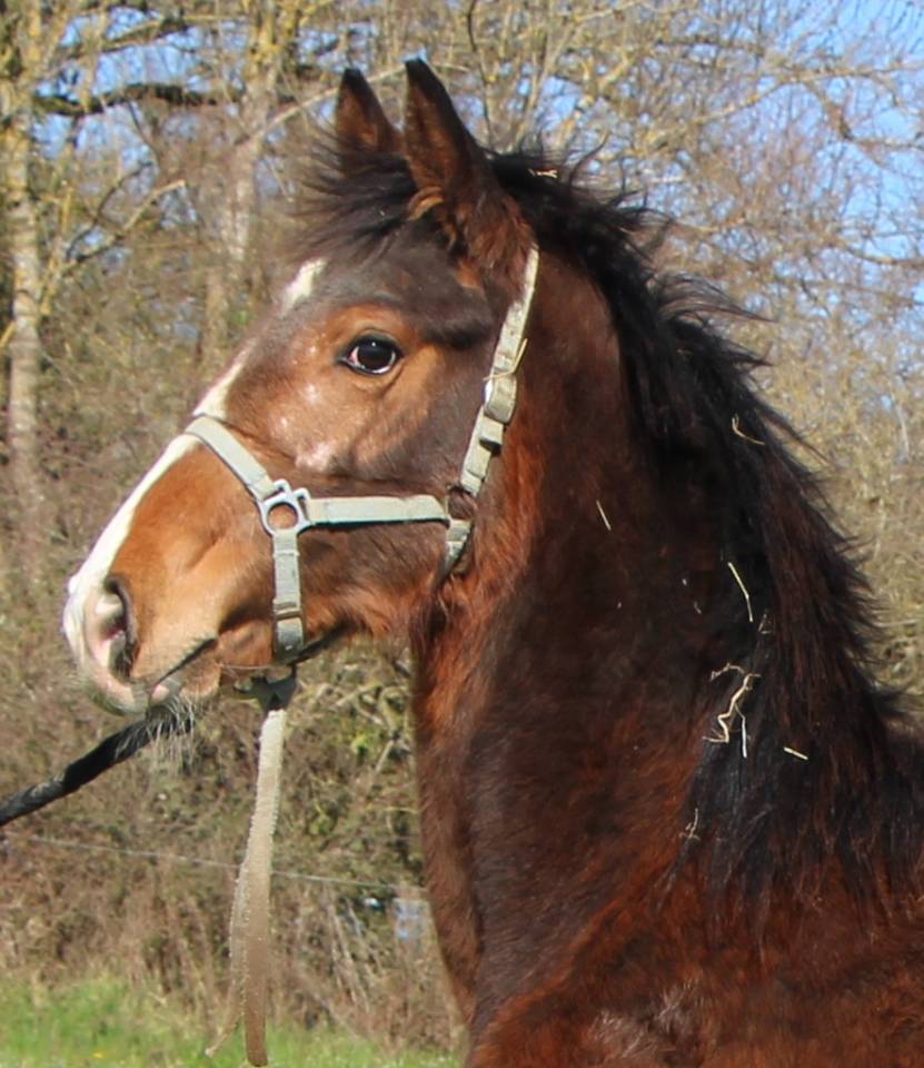 Poulain SF Itoki de riverland x cor de hus