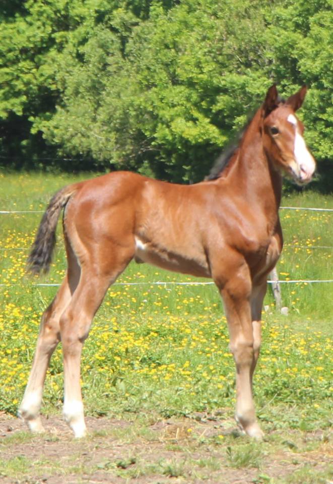 Poulain SF Itoki de riverland x cor de hus