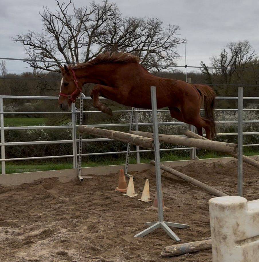 Jument SF ernest x Armitage x barbarian