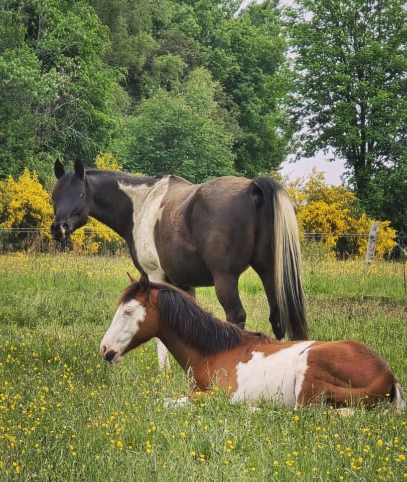 E.S HICERO   HONGRE DSA