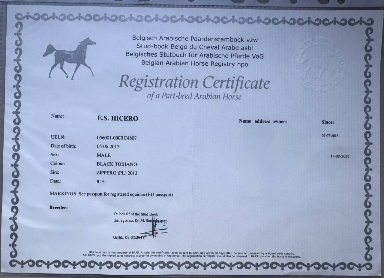 E.S HICERO   HONGRE DSA