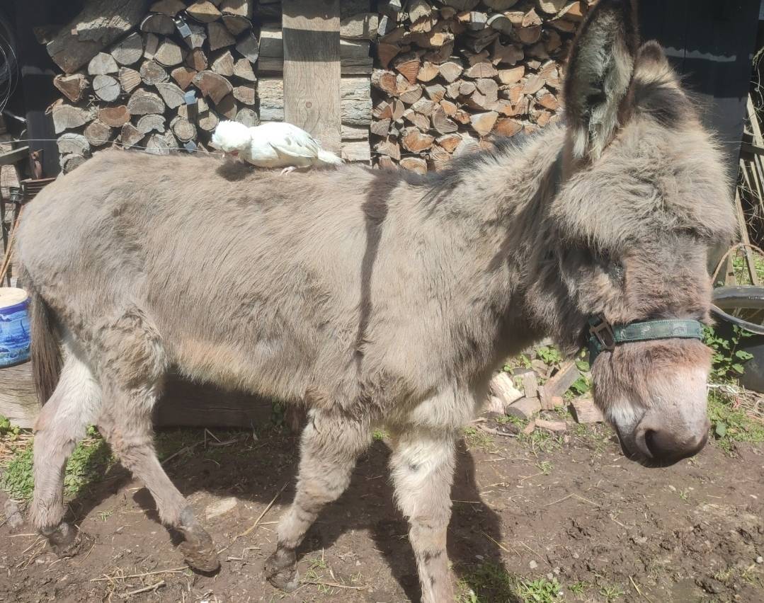 &Acirc;ne du Cotentin hongre 6 ans - tr&egrave;s doux, papiers ok