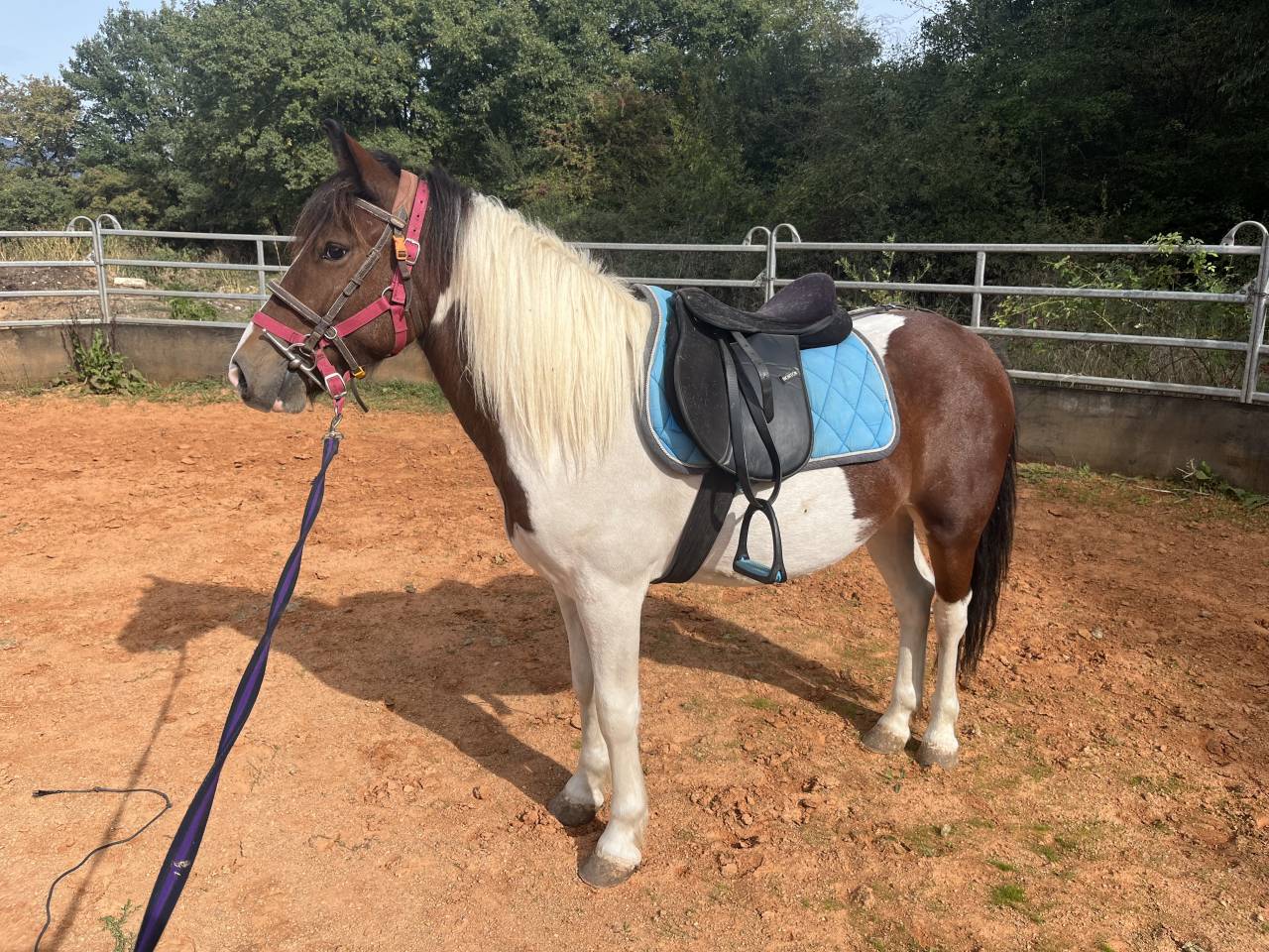 Poney ONC &agrave; vendre