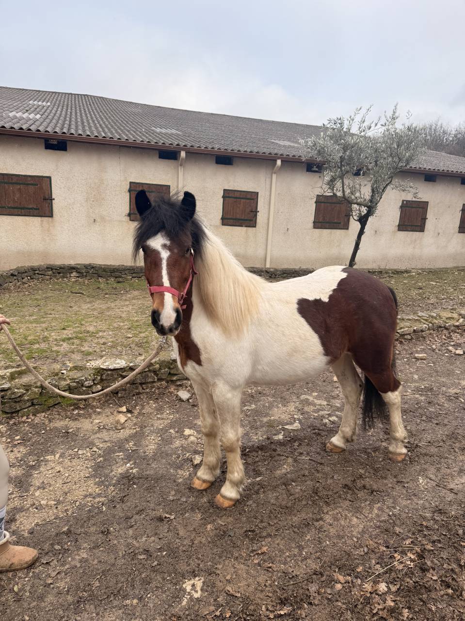 Poney ONC &agrave; vendre