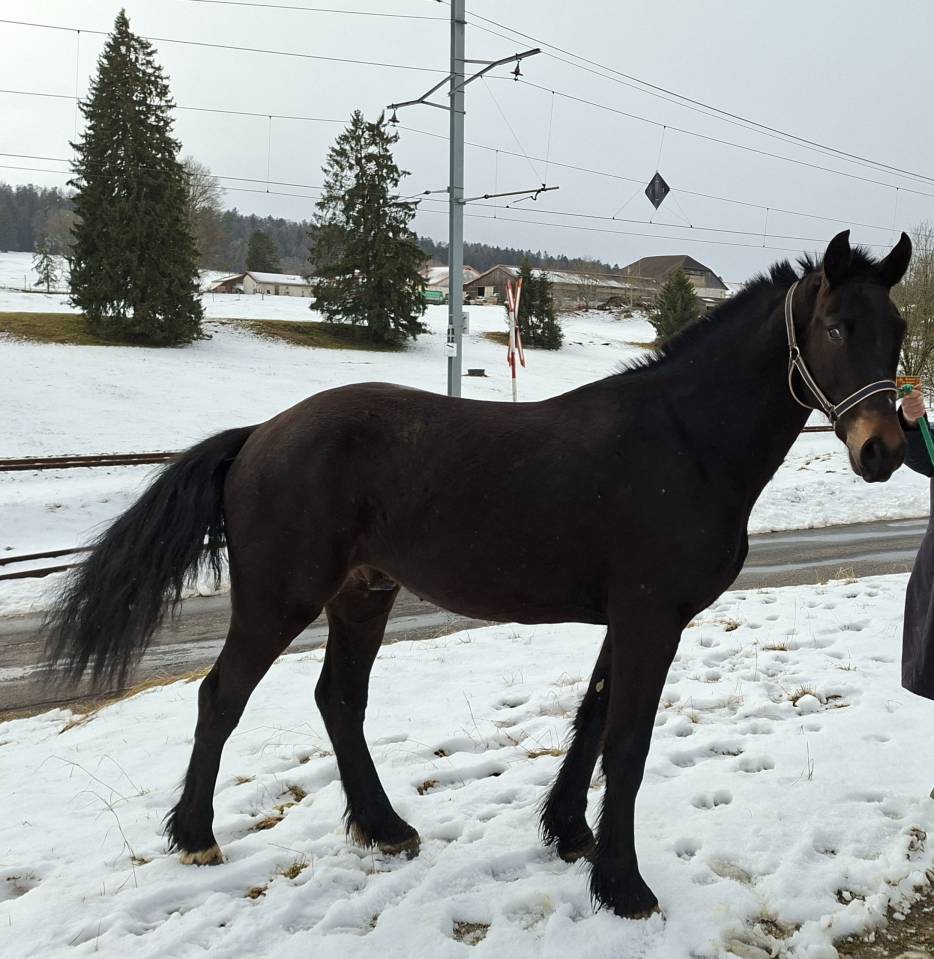 A vendre super hongre FM 3 ans