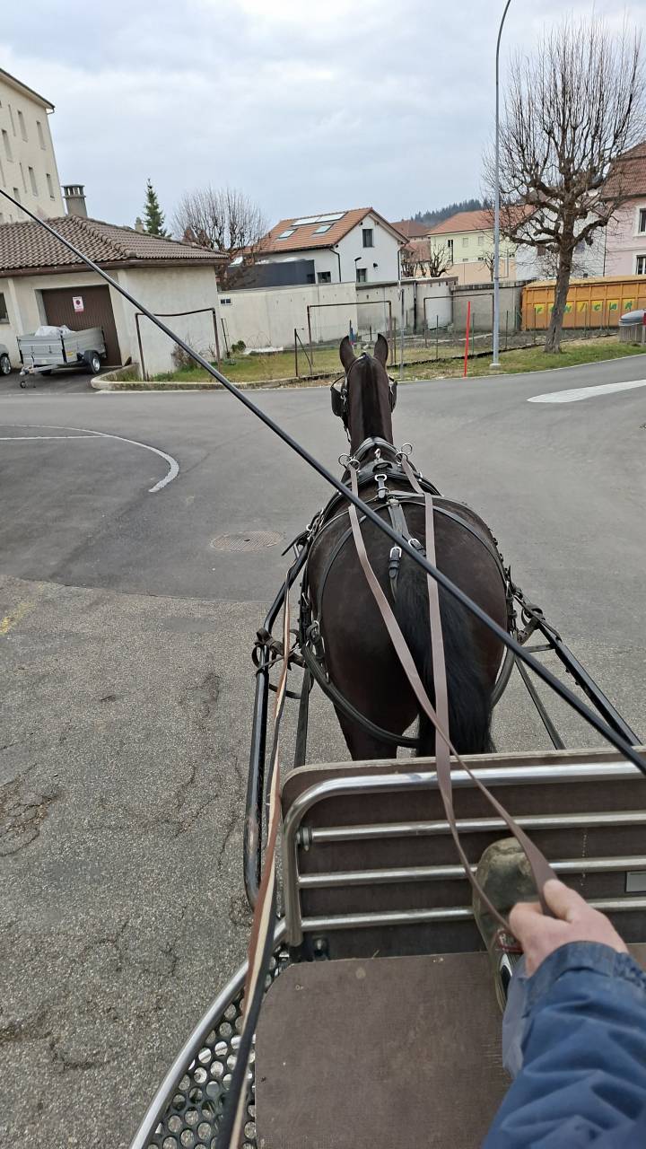 A vendre super hongre FM 3 ans