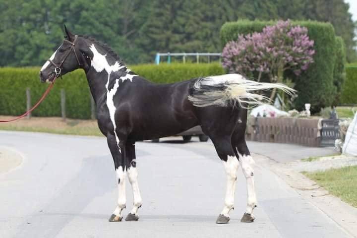 Lightning Darco UK : cso dressage haut niveau 