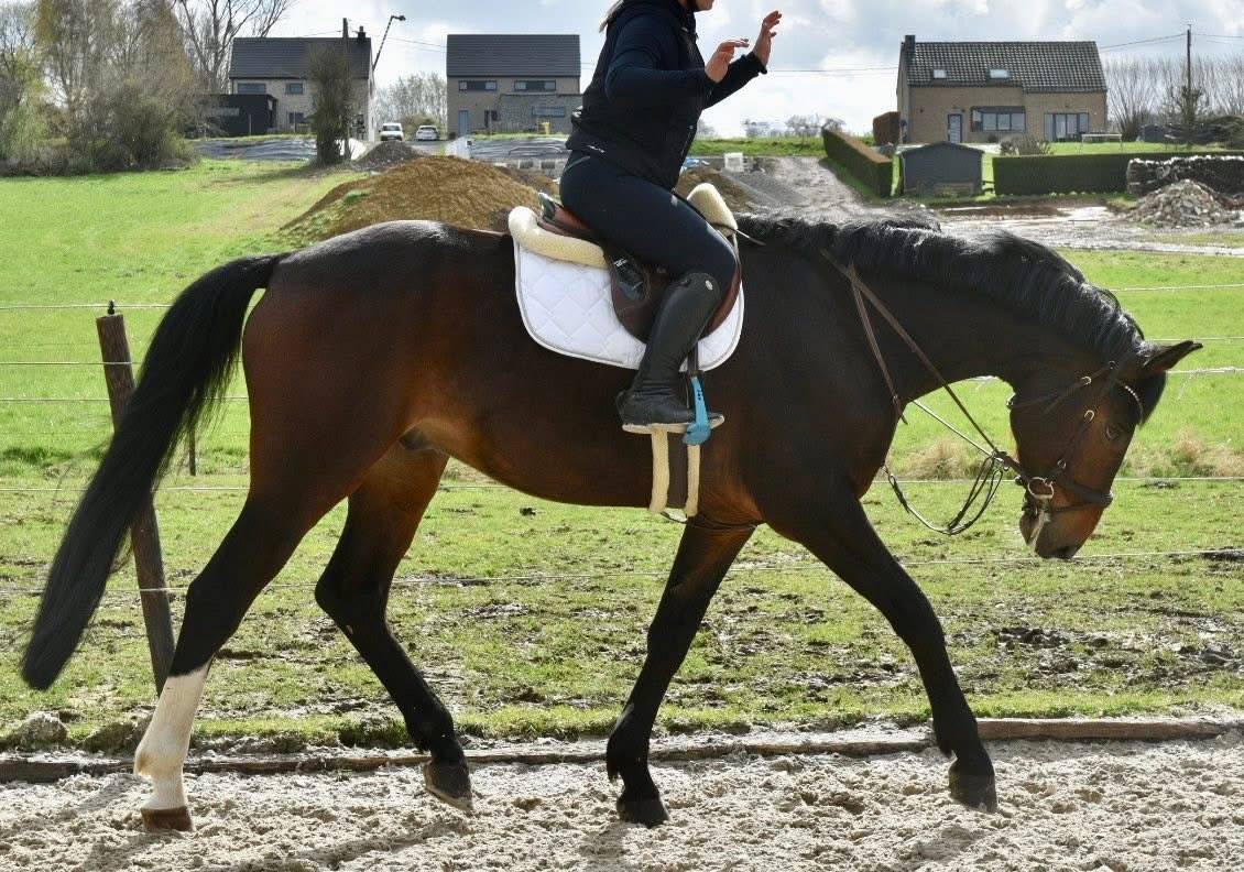 SUBLIME HONGRE PROFESSEUR ORIENT&Eacute; DRESSAGE 